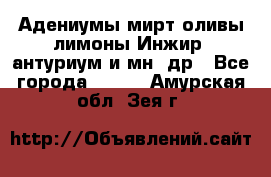 Адениумы,мирт,оливы,лимоны,Инжир, антуриум и мн .др - Все города  »    . Амурская обл.,Зея г.